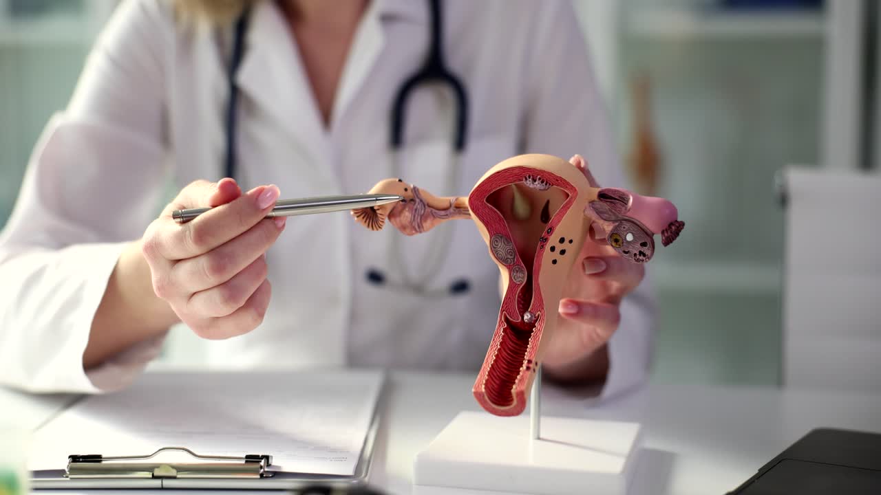 Uterus anatomical model with doctor