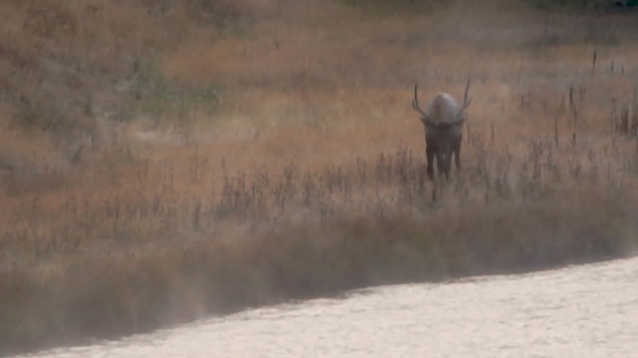 alce toro se abre camino a lo largo de un río al amanecer en el magnífico parque nacional de yellowstone