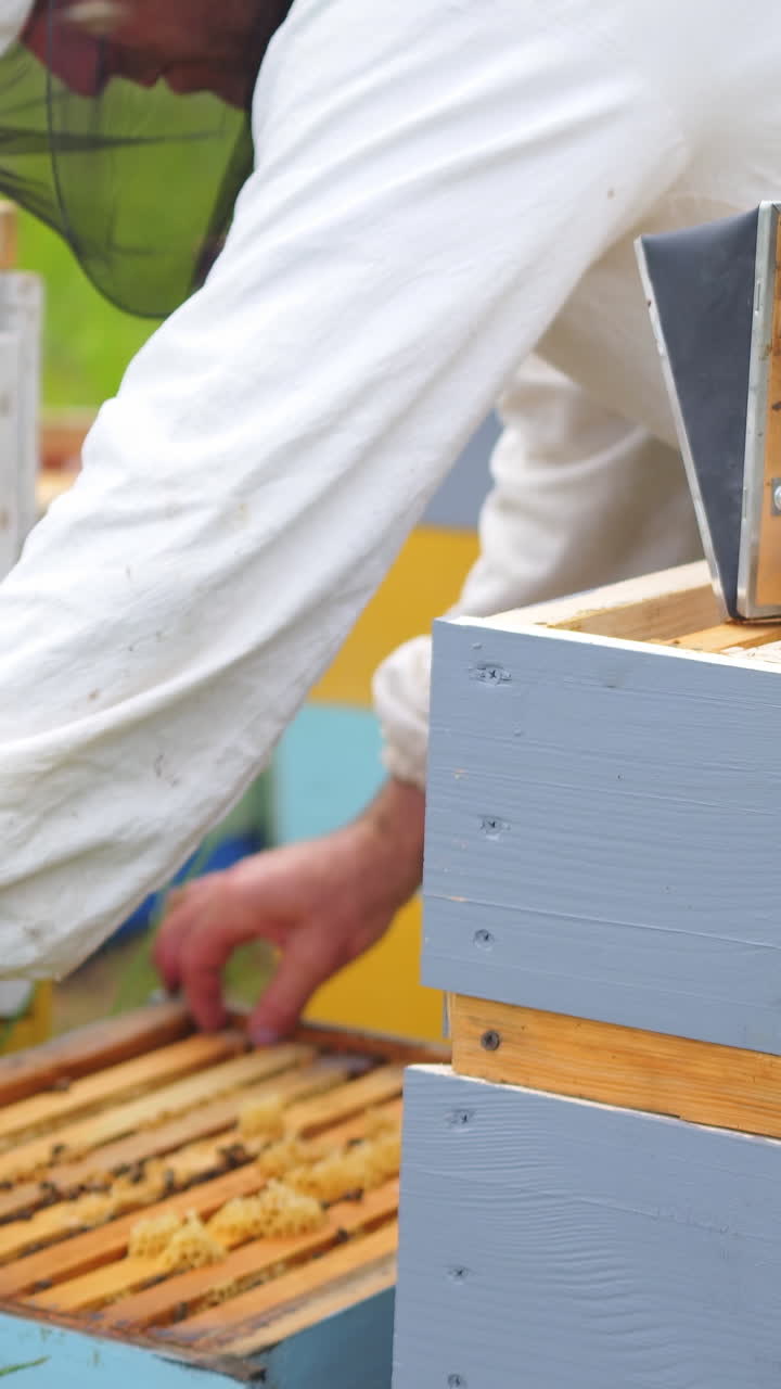 Beekeeper works with smoker near hives. Worker collects honey at apiary. Apiculture concept. Vertical video