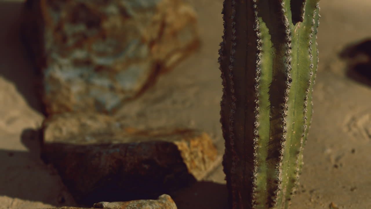 Cactus growing among rocks in a desert landscape during the golden hour