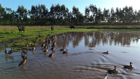the drone glides low over a muddy pond in a lush, rural area. the water is dotted with ducks who take flight in a flurry of wings and splashing water. in the distance, a few black cows stand watching.