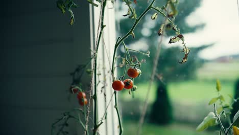 Eine-Nahaufnahme-Von-Frischen-Kirschtomaten