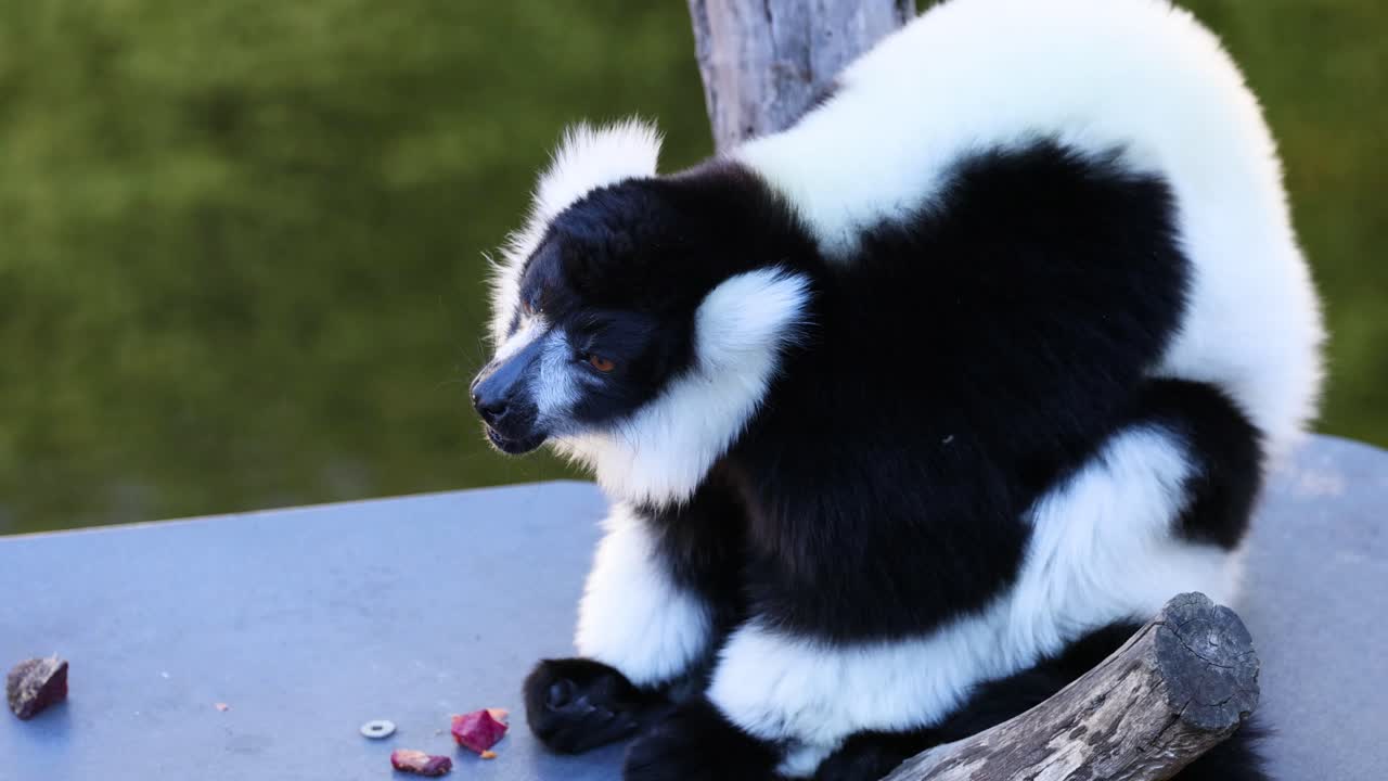 el lémur se sienta y mira a su alrededor con curiosidad.