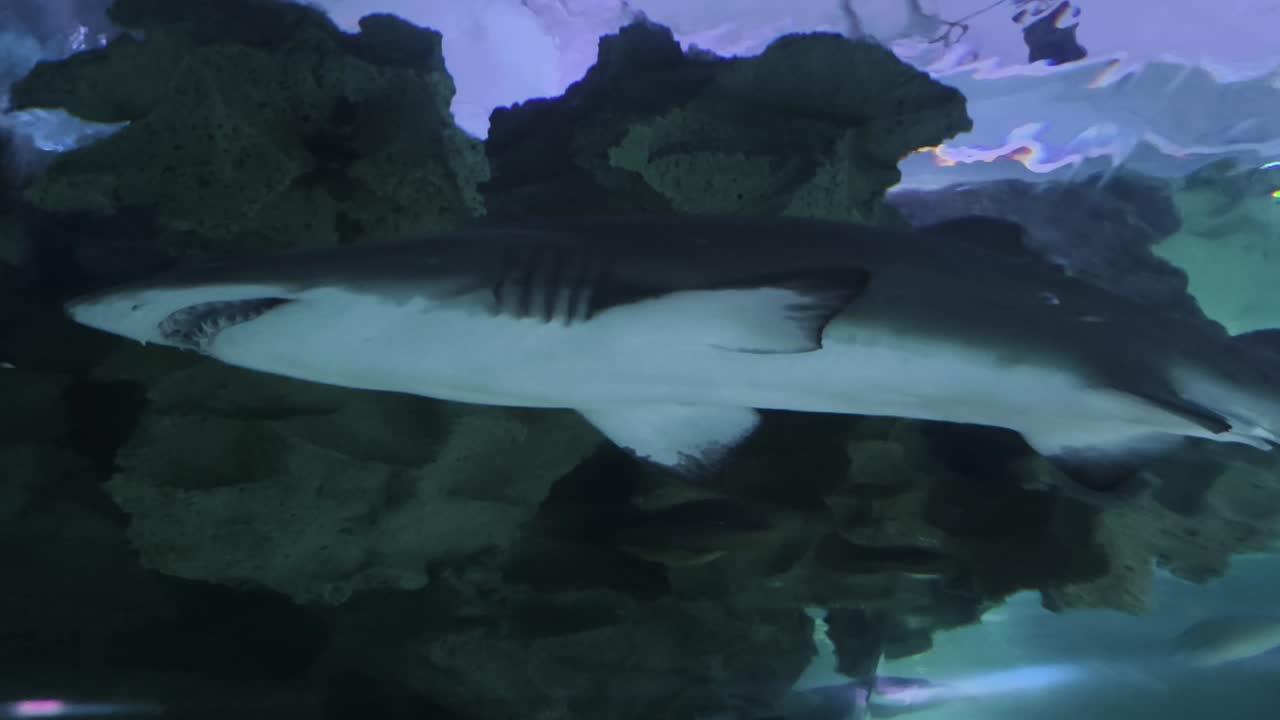 수족관 에 있는 상어