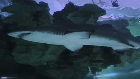 tiburón en un acuario