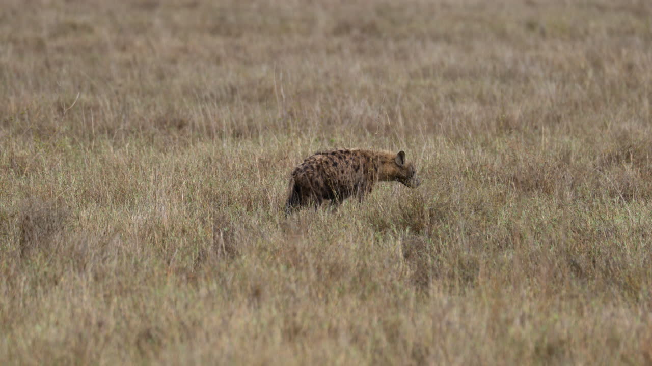 Serengeti_Hyena slowly walking through dry grass
