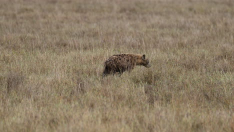 serengeti_hyena slowly walking through dry grass