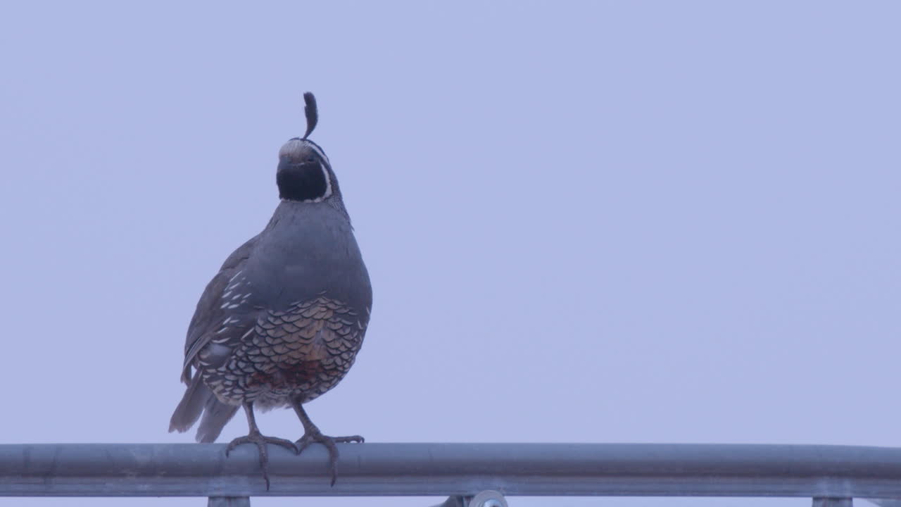 수컷 캘리포니아 메추라기 클로즈업이 슬로우 모션으로 카메라에서 걸어나옵니다
