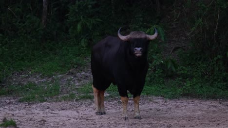 with its tail wagging the gaur indian bison bos gaurus shifted its position from the left to the center right side of the frame, inside kaeng krachan national park in thailand