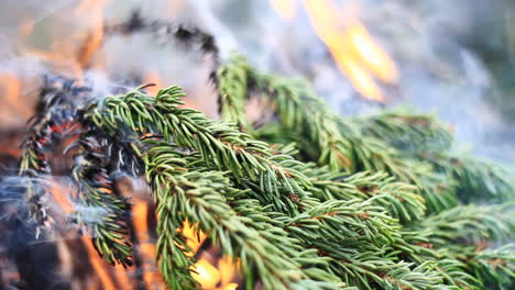 la rama de un árbol verde brillante se quema en una fogata
