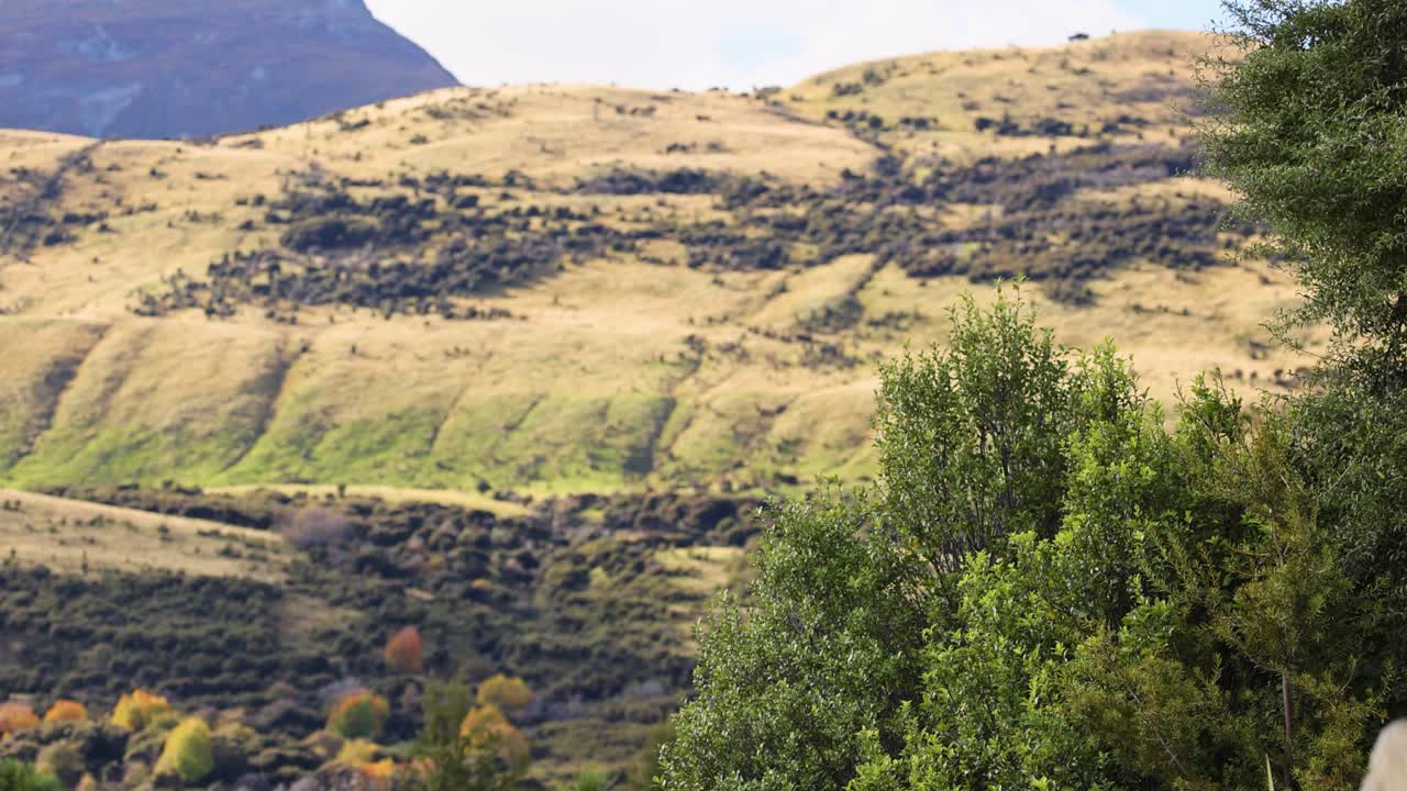 A tranquil view of Lake Moke's lush greenery and rolling hills under soft daylight