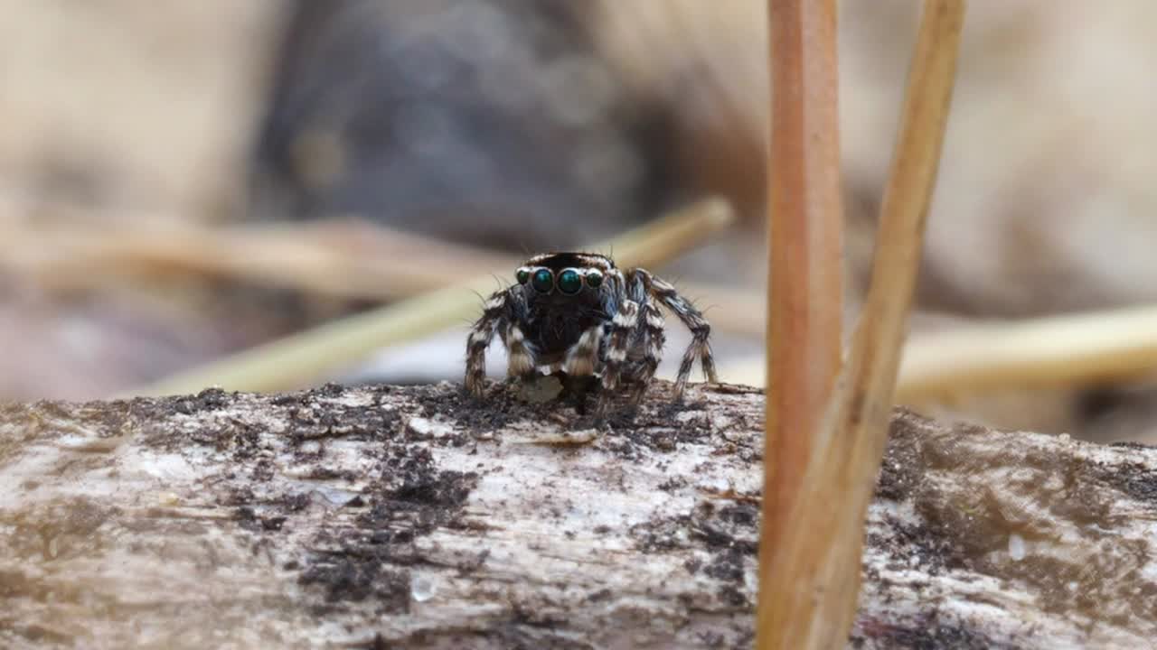 araña pavo real, macho maratus spicatus