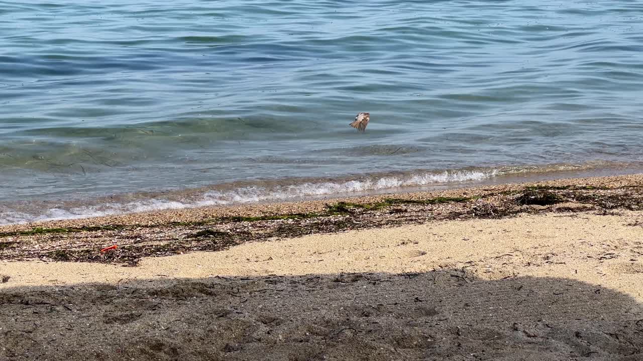 바다 옆 해변의 참새가 먹이를 찾아 이륙한다