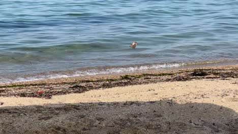 a sparrow on the beach by the sea looks for food and takes off