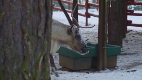 Raindeer-with-a-missing-antler-walks-through-the-woods-in-a-snowy-winter