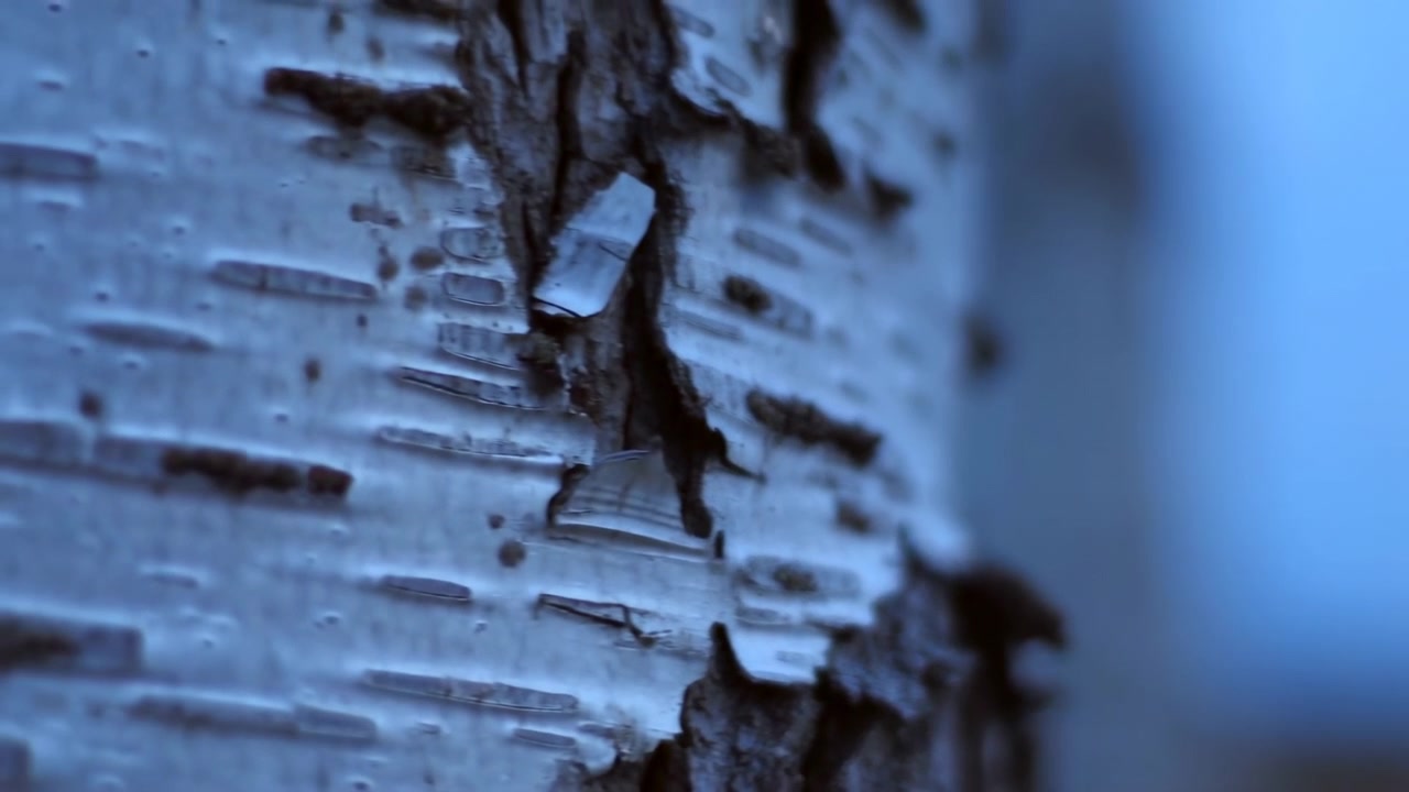 Primo piano di corteccia di betulla che si sfalda sul lato sinistro dell'inquadratura, con uno sfondo sfocato blu tenue sulla destra. Il soggetto principale rimane nitido in primo piano