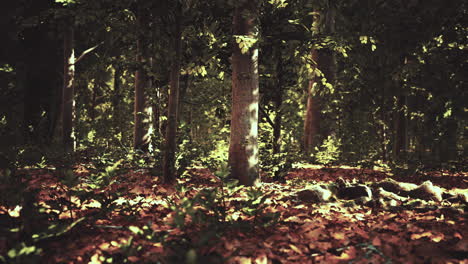 light shining down in nature