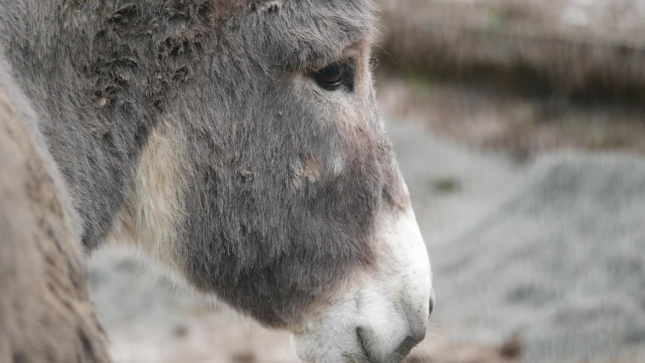 Close-up of a Donkey