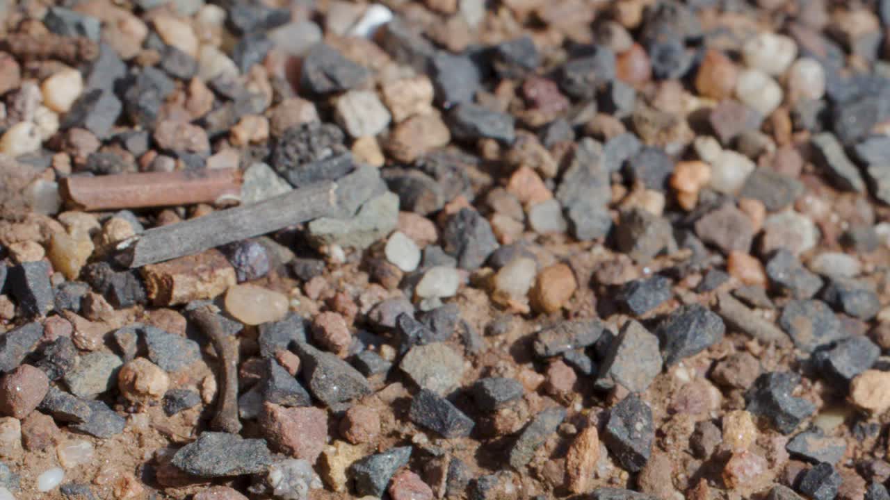 Bull ants foraging and interacting on sunlit gravel, macro view, shallow depth of field