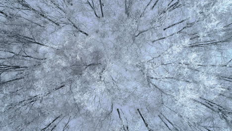 drone rises over a frozen forest of barren tree branches