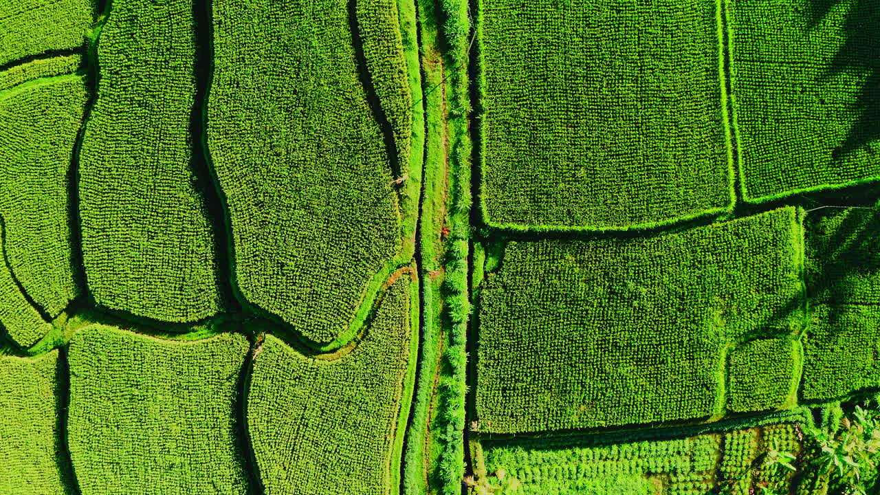 camino de tierra entre las terrazas fértiles de las plantaciones de arroz verde en ubud, bali