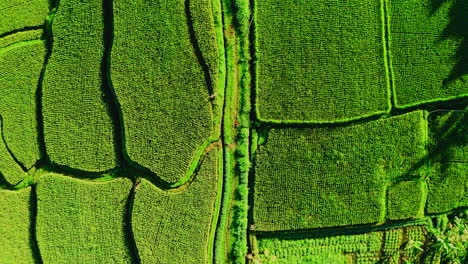 Camino-De-Tierra-Entre-Fértiles-Terrazas-De-Plantaciones-De-Arroz-Verde-En-Ubud,-Bali.