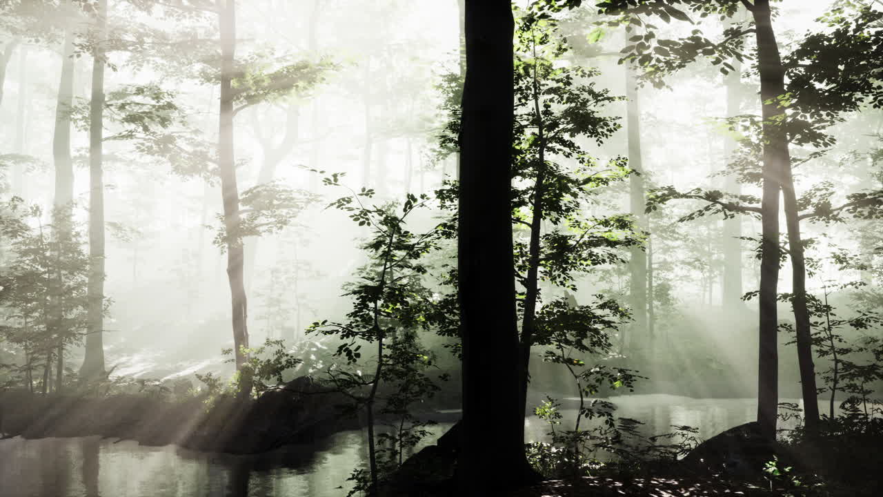 아침 안개 속 의 웅장 한 숲 의 파노라마 뷰