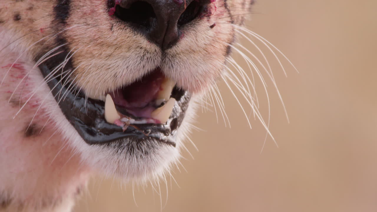 Extreme close up shot of a cheetah's bloody muzzle panting