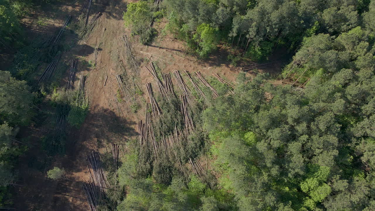 antena de tala de árboles o deforestación, con árboles tumbados