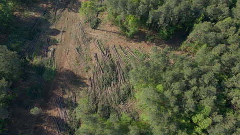 aerial of tree lumbering or deforestation, with trees laying down