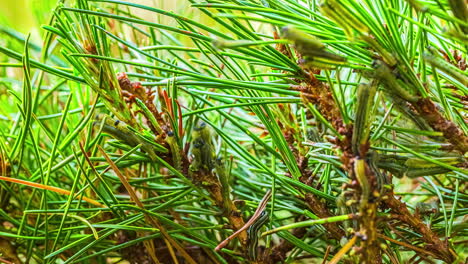 worms that are eating pine needles