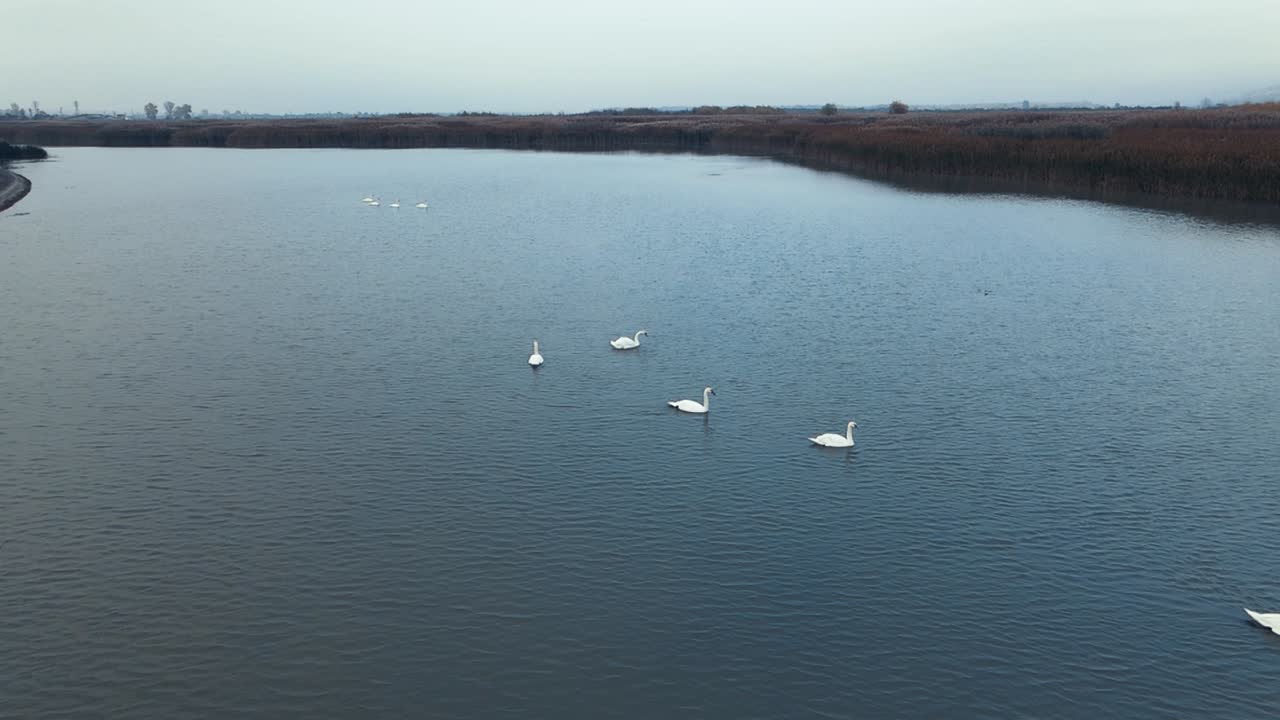 video en cámara lenta de cisnes en un río cerca de totora y arbustos de caña