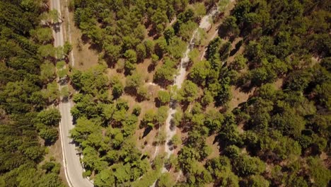 Top-shot-of-a-forest-road-in-the-south-of-Italy