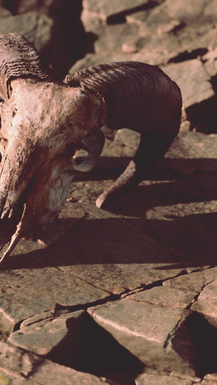 cráneo de carnero en piedra