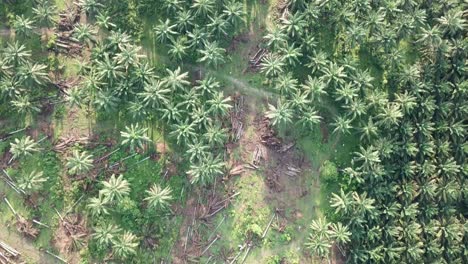 Fly-over-oil-palm-plantation-with-some--trees-being-cleared.