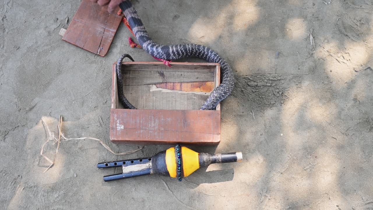 High angle shot of a monocled cobra in a wooden box next to a traditional pungi flute in Bangladesh. A top-down view of the essential tools of a snake charmer
