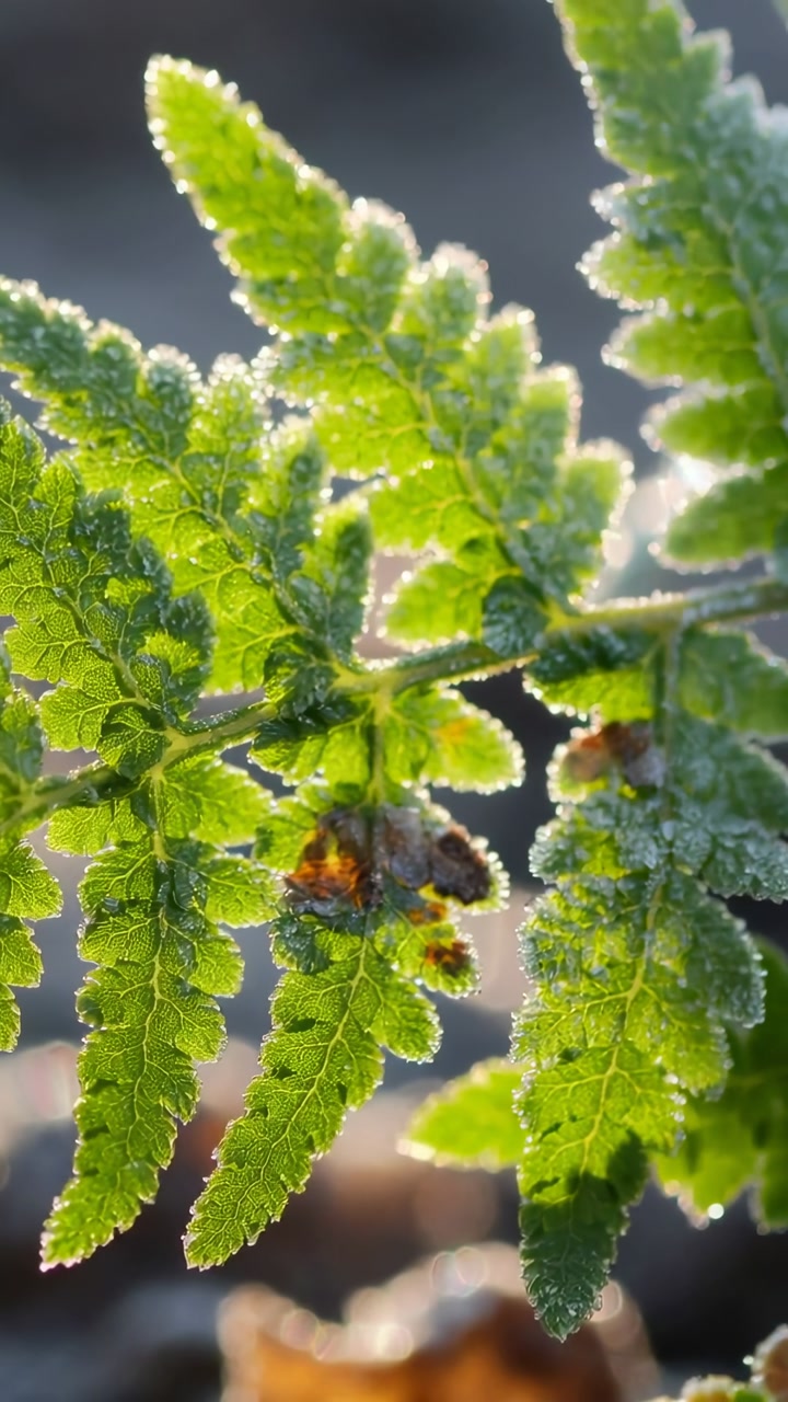 Vertical video: Camera shifting, fern moving, sunlight catching dew, showing brown spots for botany
