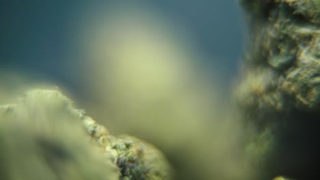 macro suave video detallado de una planta de cannabis, cepas híbridas, sativa, flor de marihuana, en un soporte giratorio, cámara lenta, 120 fps, iluminación de estudio, profundidad de campo de ensueño