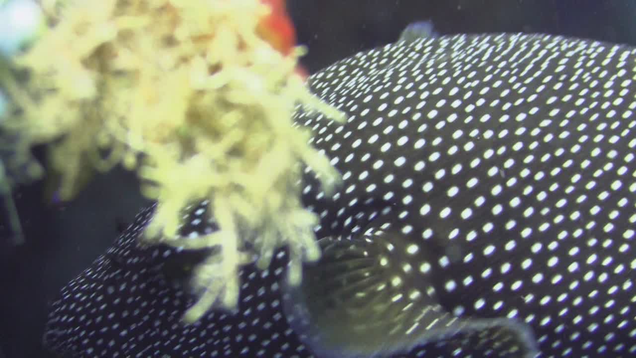 흰색 반점이 있는 검은 복어가 접근하고 눈과 입의 클로즈업 샷, 전면 보기