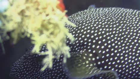 black-pufferfish-with-white-spots-approaches,-close-up-shot-of-eyes-and-mouth,-front-view