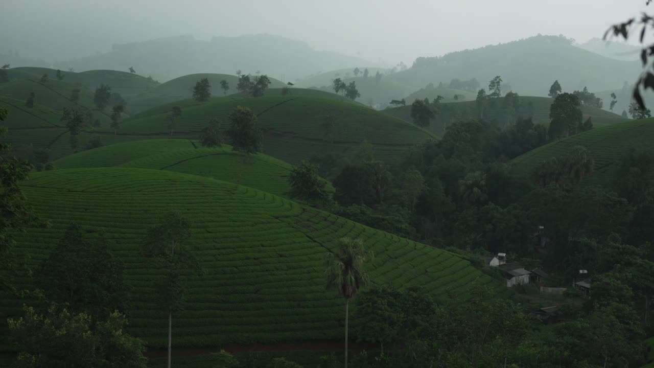 Long Coc tea plantation hills eco agriculture landscape Vietnam rural countryside