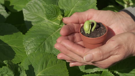 woman holding bean seed, agriculture farming concept, garden care