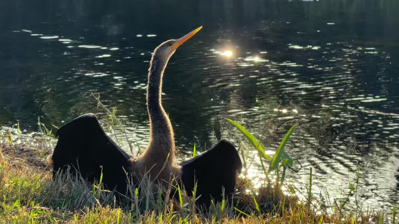 An Anhinga spreads its wings to dry by the edge of a shimmering water body in the Everglades. The serene backdrop and glowing water create a peaceful wildlife scene.