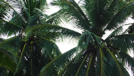 Bottom-shot-of-a-group-of-coconut-palm-trees-in-sunshine-taken-from-gimbal