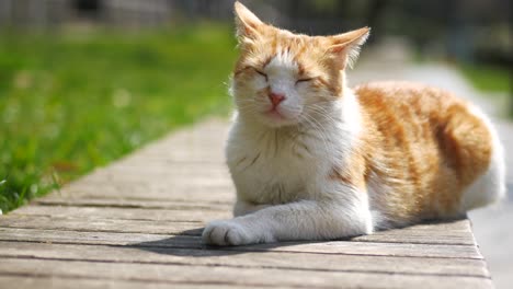 orange and white cat resting on a wooden park bench