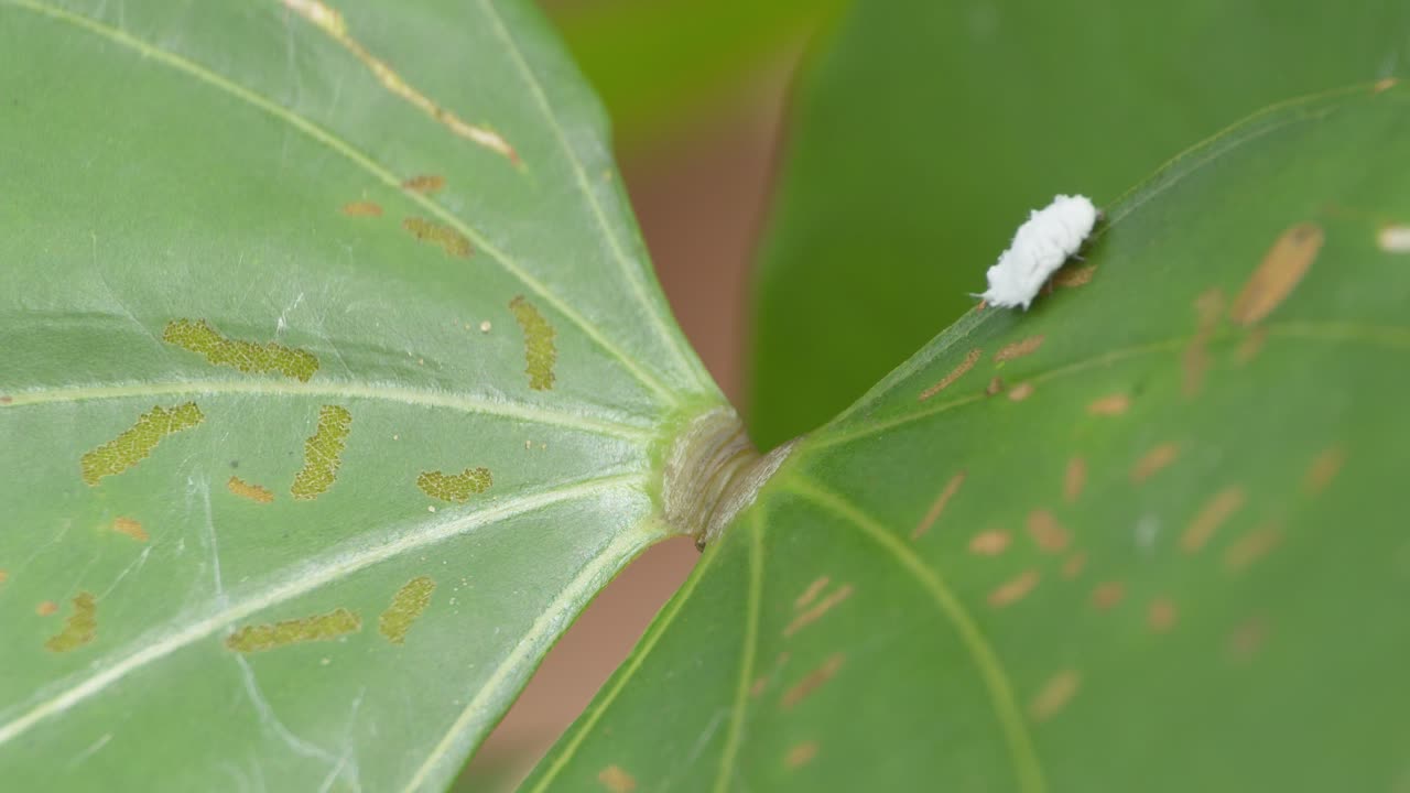 흰색 플랫대 곤충이 큰 녹색 잎의 중심에서 위쪽과 프레임 밖으로 걸어가는 모습이 보입니다. 정적 샷