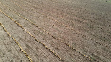 viaje aéreo en cámara lenta sobre un campo vibrante de calabazas