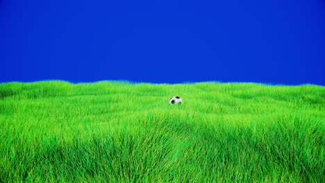 animación 3d de una pelota de fútbol rodando sobre un campo verde de hierba con fondo de pantalla azul, briznas de hierba soplando sutilmente en el viento, vista lateral de una pelota de fútbol corriendo de izquierda a derecha