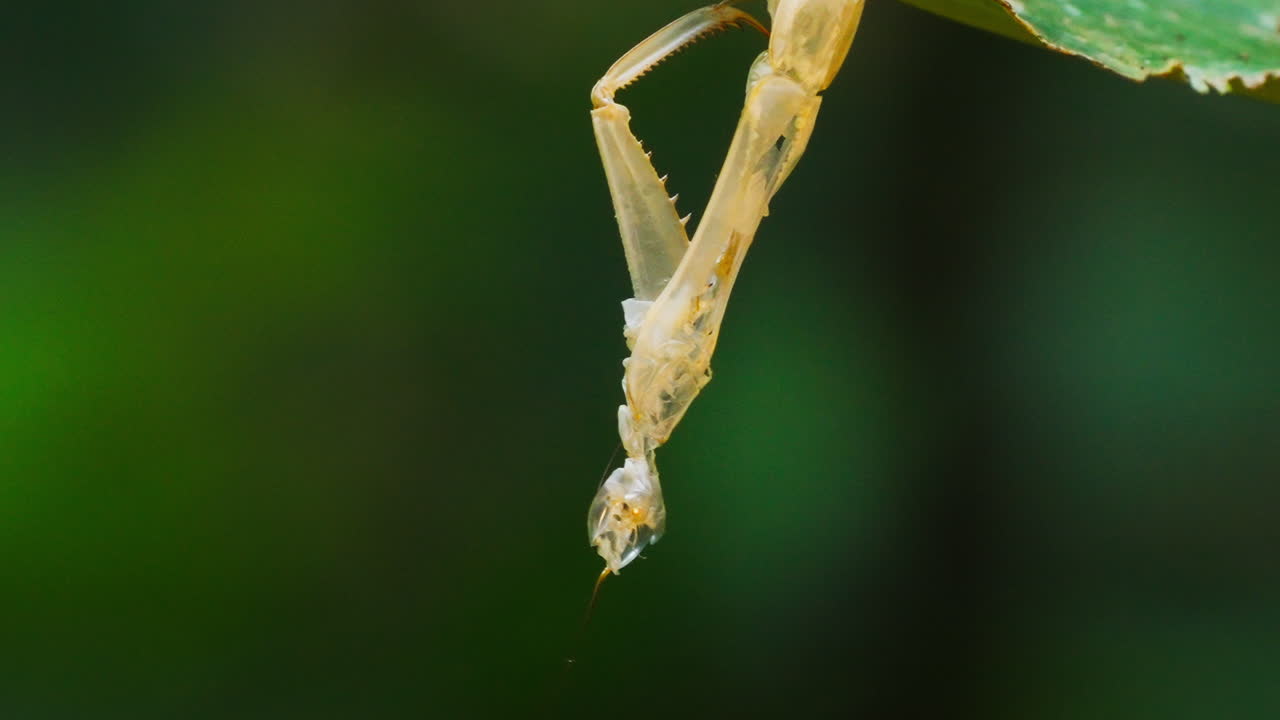 por la noche en la selva peruana, una araña phoneutria nigriventer, iluminada por luz artificial, mata lentamente a una polilla. los movimientos de la polilla son capturados mientras el depredador mortal ataca con precisión.
