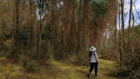 Eucalyptus trees canopy on old inca trail near Cusco. Tilt down reveals caucasian woman traveler walking on remote trail